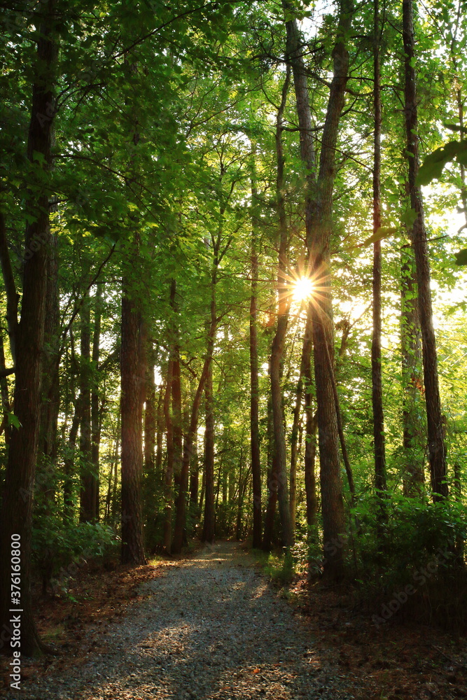 Fototapeta premium 夕日射す林の中の小径