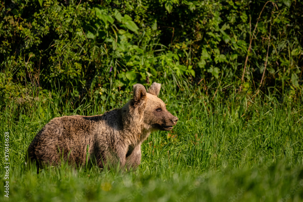 Brown Bear (Ursus arctos) in the forest. Carpathian Mountains, Bieszczady. Poland. Brown Bear (Ursus arctos) in the forest. Carpathian Mountains, Bieszczady. Poland.
