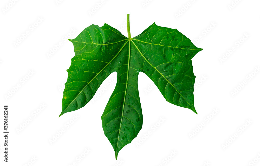 Fototapeta premium Tree spinach leaf isolated on white background.