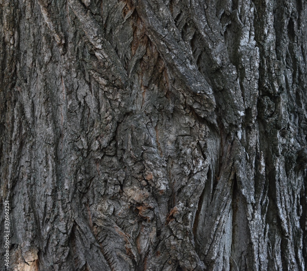 Pine bark Brown and gray natural wood background wood bark texture Background creative vintage. dry, cracked, with irregularities on the surface and a hollow Pine bark Brown and gray natural wood background wood bark texture Background creative vintage. dry, cracked, with irregularities on the surface and a hollow