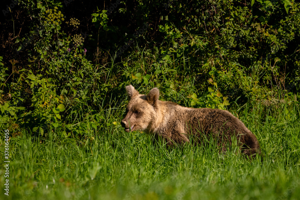 Fototapeta premium Brown Bear (Ursus arctos) in the forest. Carpathian Mountains, Bieszczady. Poland.