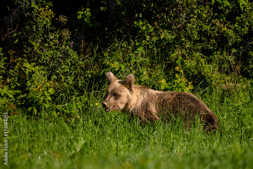 Brown Bear  Ursus arctos  in the forest. Carpathian Mountains  Bieszczady. Poland.