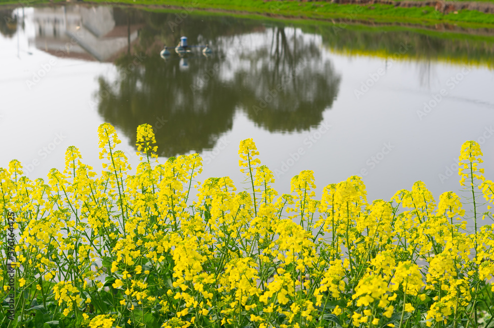 Spring scenery of Hubei Daye Zhaoshan Forest Park Spring scenery of Hubei Daye Zhaoshan Forest Park