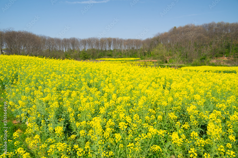 Spring scenery of Hubei Daye Zhaoshan Forest Park Spring scenery of Hubei Daye Zhaoshan Forest Park