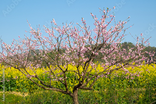 Spring scenery of Hubei Daye Zhaoshan Forest Park