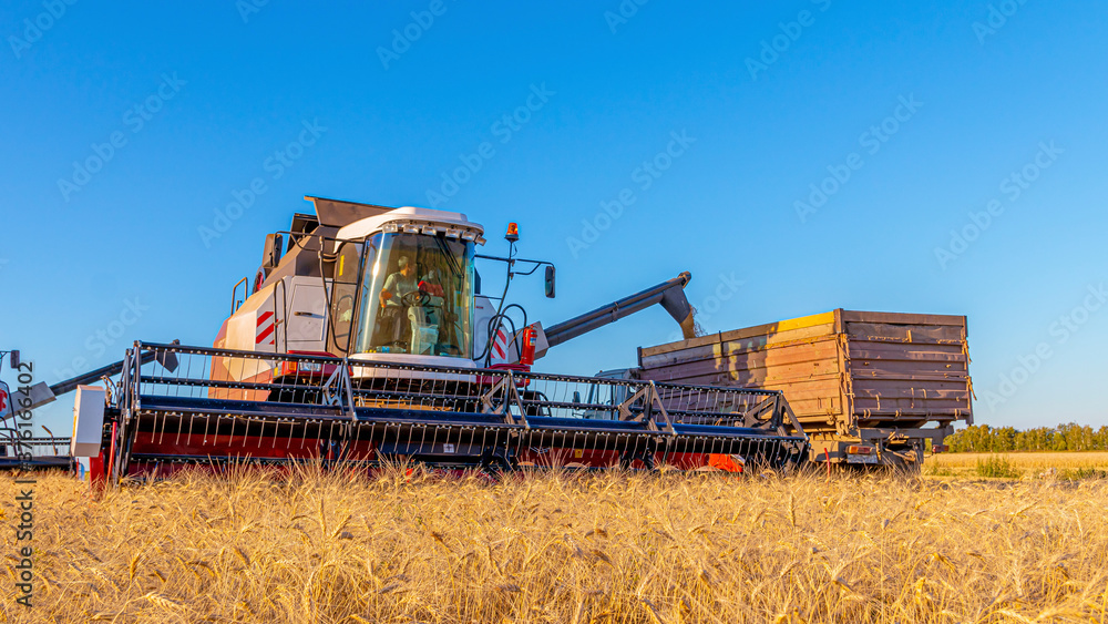 Fototapeta premium Combines and other equipment in the fields during the wheat harvest