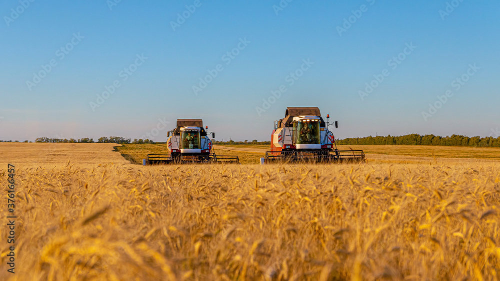 Fototapeta premium Combines and other equipment in the fields during the wheat harvest