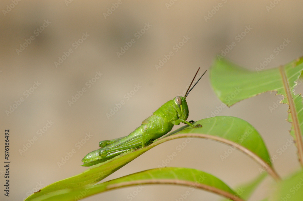 Fototapeta premium Green grasshopper on a leaf