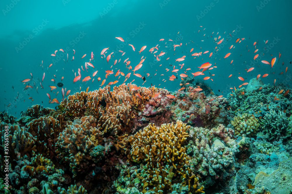Fototapeta premium Colorful underwater reef scene, coral ecosystem with tropical fish in crystal clear blue water