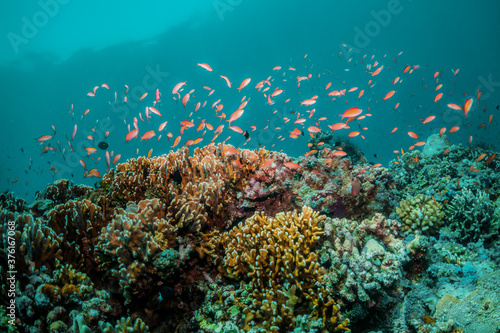Fototapeta Naklejka Na Ścianę i Meble -  Colorful underwater reef scene, coral ecosystem with tropical fish in crystal clear blue water