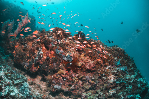 Fototapeta Naklejka Na Ścianę i Meble -  Underwater reef scene, colorful coral reef ecosystem with tropical fish and clear blue water, Indonesia diving