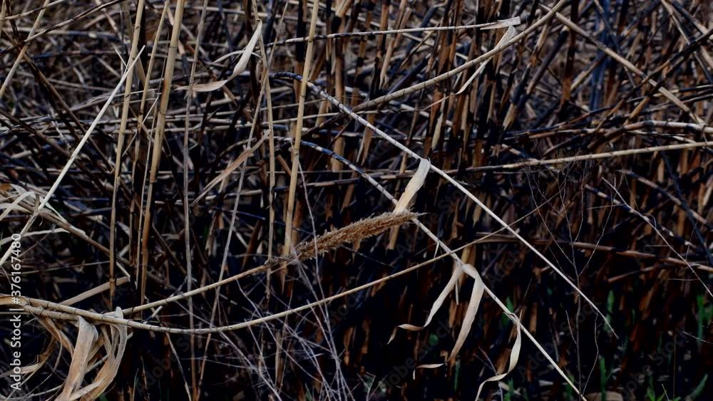 Scorched reeds and weeds moved by a gentle breeze. Close shot. Scorched reeds and weeds moved by a gentle breeze. Close shot.