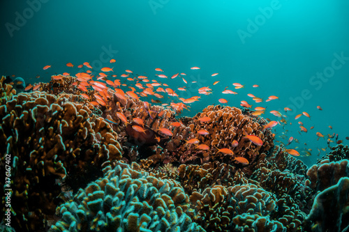 Underwater reef scene, colorful coral reef ecosystem with tropical fish and clear blue water, Indonesia diving