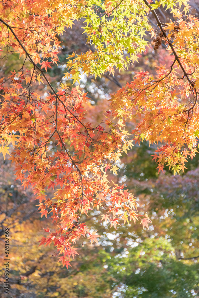 京都東福寺の紅葉
