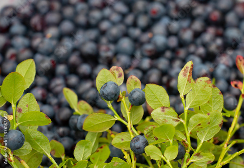 Fresh blueberries with blueberry bush leaves. View from above. Healthy and dietary food concept