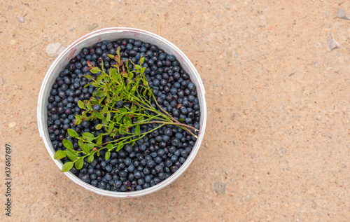 Fresh blueberries in a white bucket with a sprig. View from above. Healthy and dietary food concept