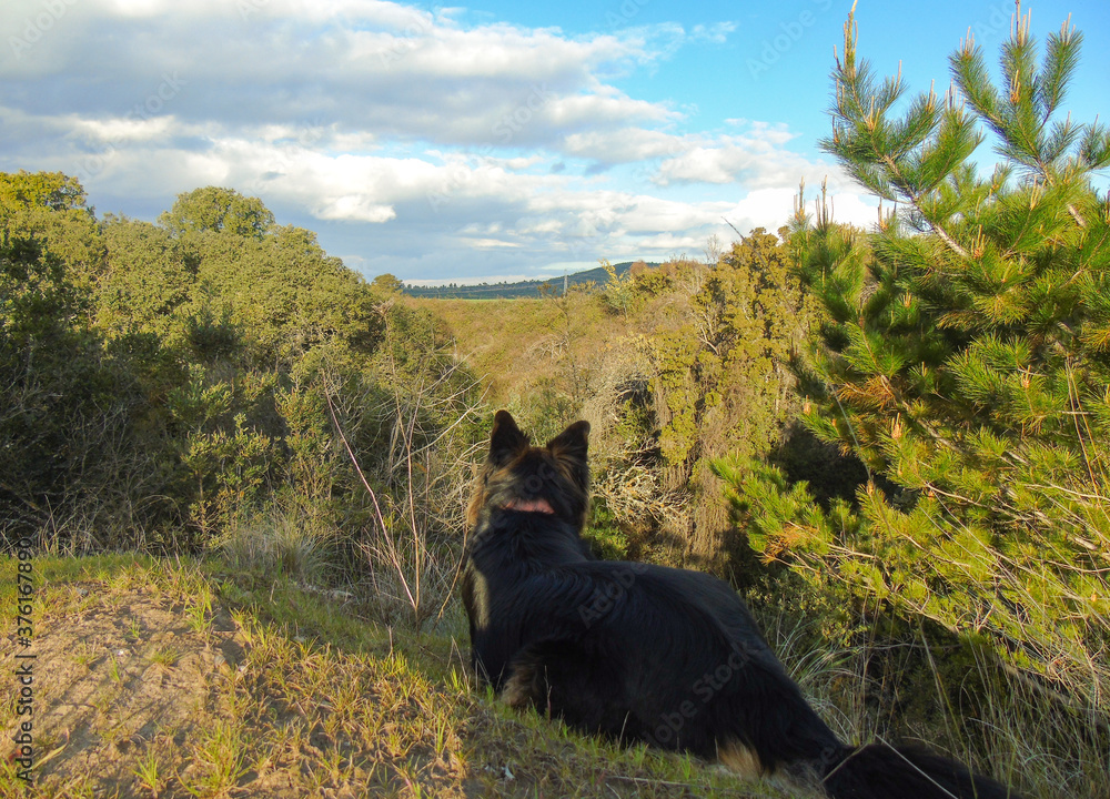 siguiendo  las huellas 