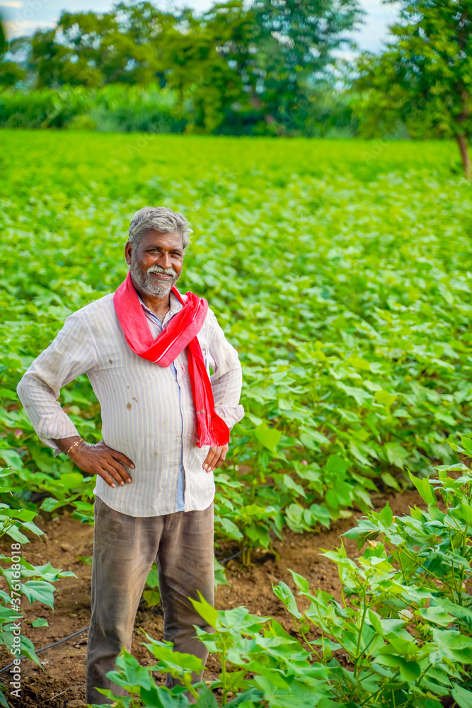 Fototapeta premium Indian farmer at cotton field
