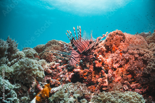 Lion fish resting among coral reef against blue ocean background