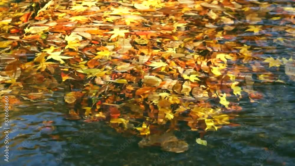 水中の紅葉阿蘇マゼノ渓谷 水中の紅葉阿蘇マゼノ渓谷