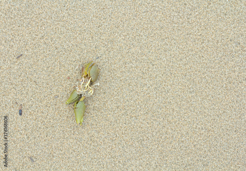 Beach plants on a wide sandy beach. to protect the natural environment.