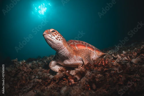 Sea turtle in the wild, resting underwater among colorful coral reef in clear blue water, Indonesia, Gili Trawangan