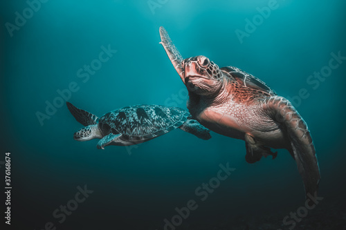 Pair of Green Sea Turtles swimming among coral reef in the wild