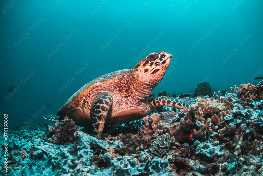 Naklejka premium Sea turtle in the wild, resting underwater among colorful coral reef in clear blue water, Indonesia, Gili Trawangan