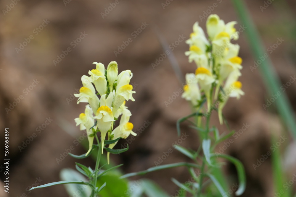 yellow flowers in the garden yellow flowers in the garden