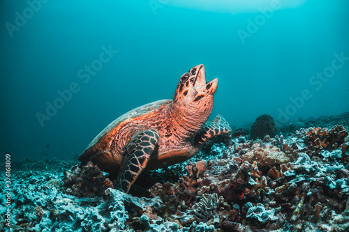 Sea turtle in the wild, resting underwater among colorful coral reef in clear blue water, Indonesia, Gili Trawangan