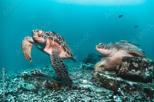 Sea turtle in the wild, resting underwater among colorful coral reef in clear blue water, Indonesia, Gili Trawangan photo