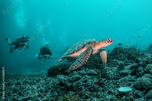 Sea turtle in the wild  resting underwater among colorful coral reef in clear blue water  Indonesia  Gili Trawangan