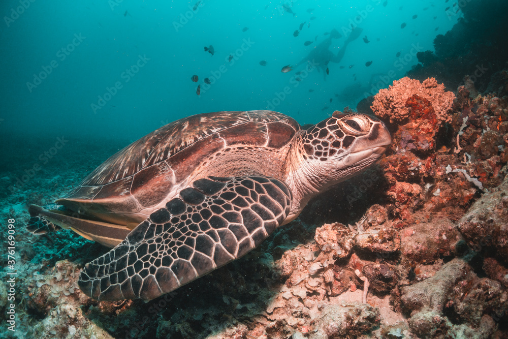 Naklejka premium Sea turtle in the wild, resting underwater among colorful coral reef in clear blue water, Indonesia, Gili Trawangan