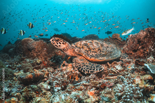 Sea turtle in the wild  resting underwater among colorful coral reef in clear blue water  Indonesia  Gili Trawangan