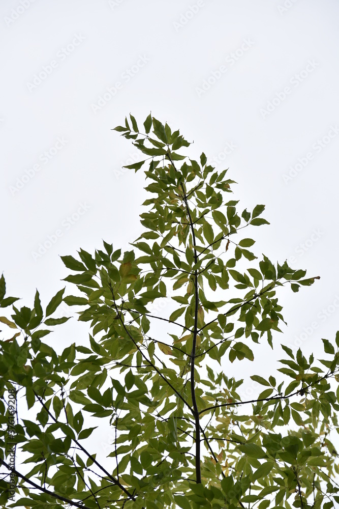 tree branches with leaves tree branches with leaves