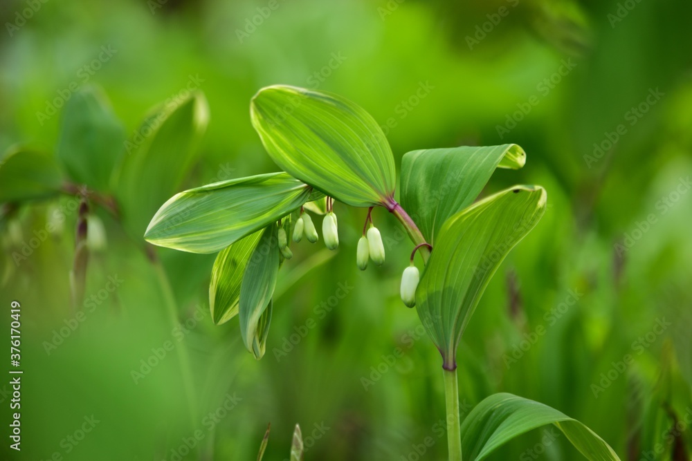 Obraz premium 葉にわずかな斑が入ったフイリアマドコロ（斑入り甘野老）