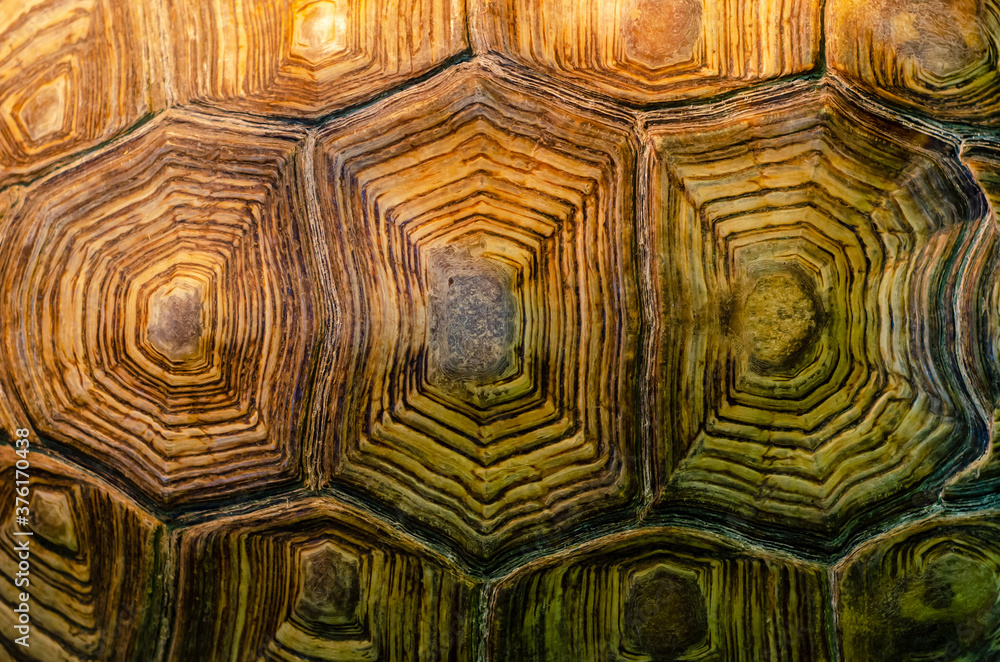 Fototapeta premium African spurred tortoise shell texture detail.