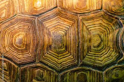 African spurred tortoise shell texture detail.