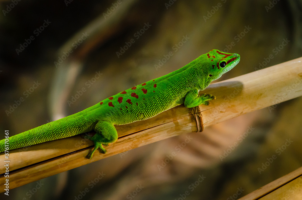 Phelsuma madagascariensis is a species of day gecko that lives in Madagascar.