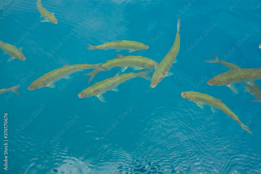 Fototapeta premium 秋田 田沢湖 雪解け水 透明度高い湖 湖 湖沼