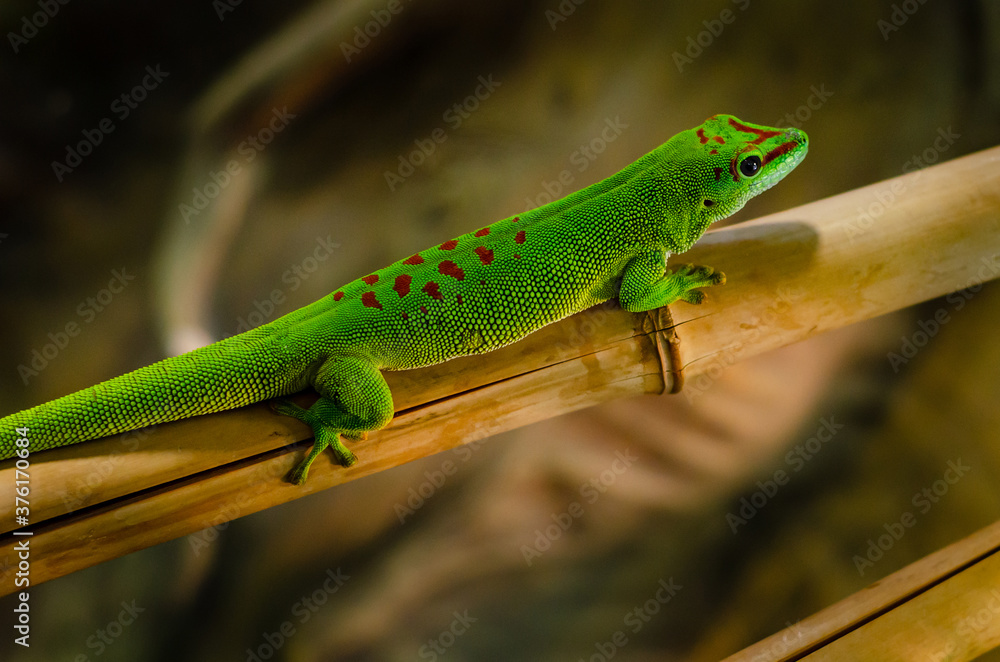 Phelsuma madagascariensis is a species of day gecko that lives in Madagascar. Phelsuma madagascariensis is a species of day gecko that lives in Madagascar.