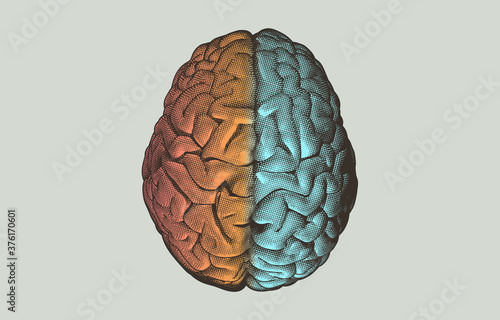 Brain hemispheres on top view illustration on blue BG