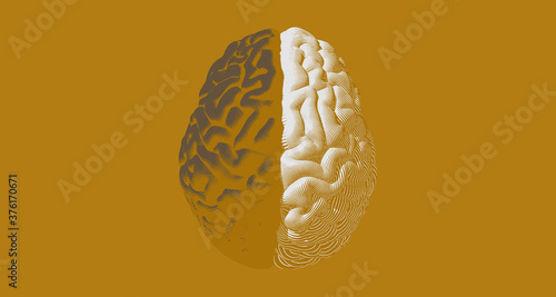 Engraving separate brain side illustration on sepia BG