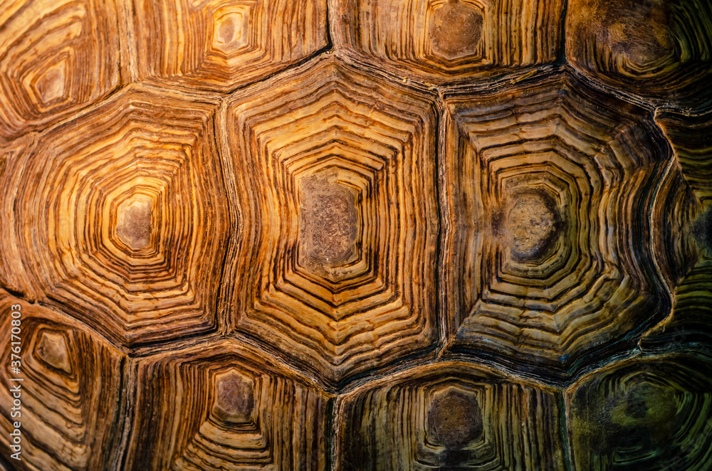Fototapeta premium African spurred tortoise shell texture detail.