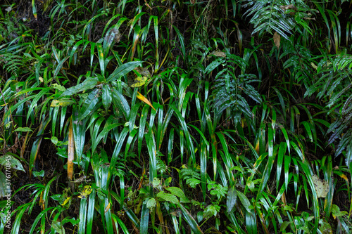 green wet fern leaves of wild grassed on mount takao  tokyo  japan