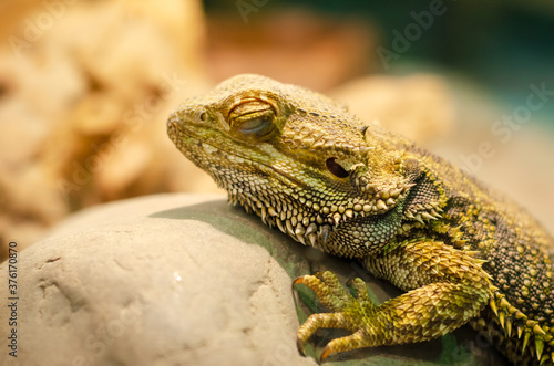 Pogona vitticeps, the central (or inland) bearded dragon, is a species of agamid lizard occurring in a wide range of arid to semiarid regions of Australia.