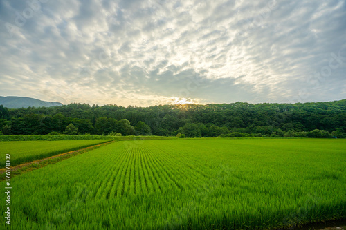 夏 田んぼ 田舎 田園 のどか 農作物 © sugiwork