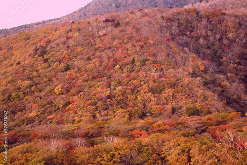 Autumn leaves blue sky Mountain
