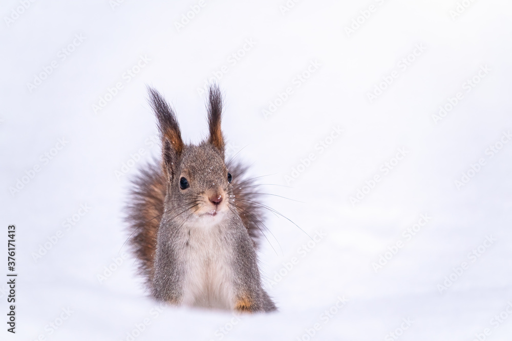 The squirrel funny sits on pure white snow. Portrait of a squirrel The squirrel funny sits on pure white snow. Portrait of a squirrel