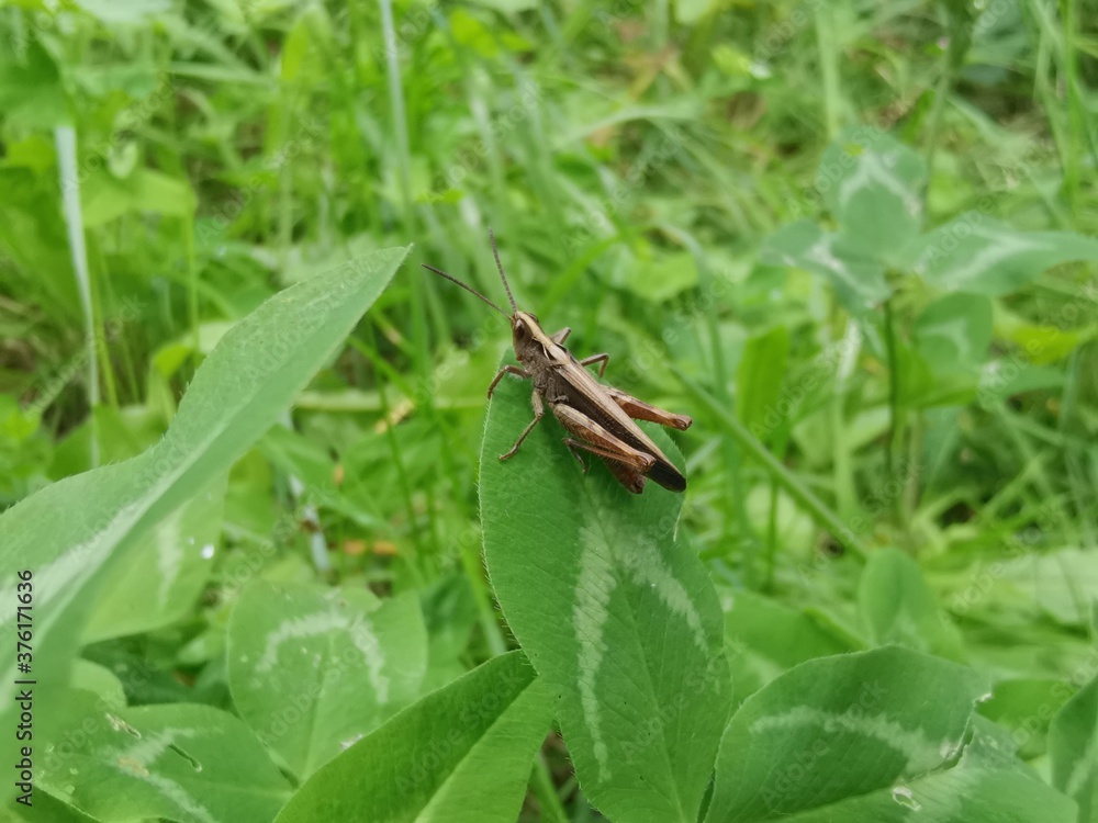grasshopper on a leaf grasshopper on a leaf
